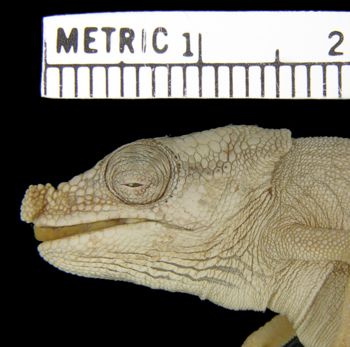 Media type: image; Herpetology R-5988
